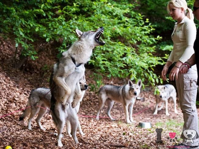 wolf hunde mit ihrem trainer