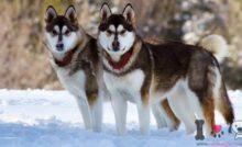zwei Alaskan Malamute Wolfshunde