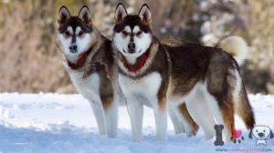 zwei Alaskan Malamute Wolfshunde