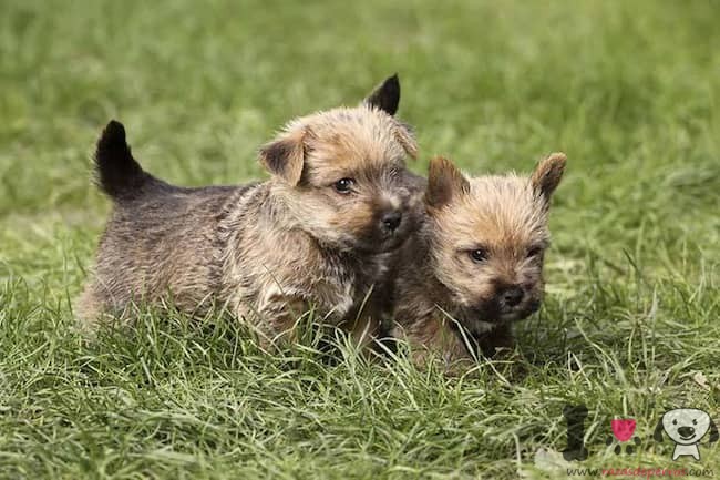 zwei Norwich-Terrier-Welpen