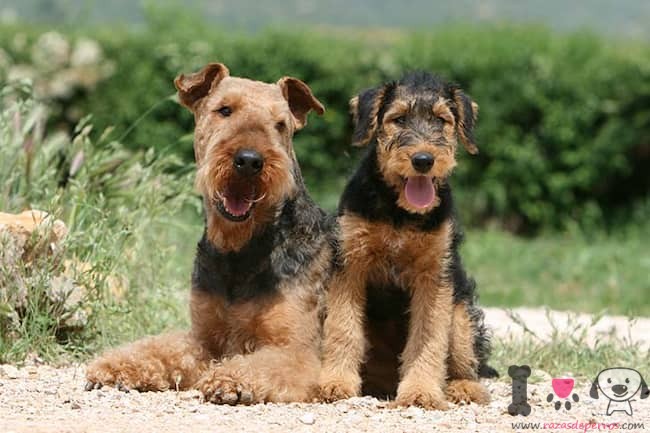 zwei-erwachsene-hunde-der-rasse-airedale-terrier