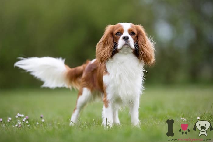 Englischer Cavalier King Charles Spaniel Hund