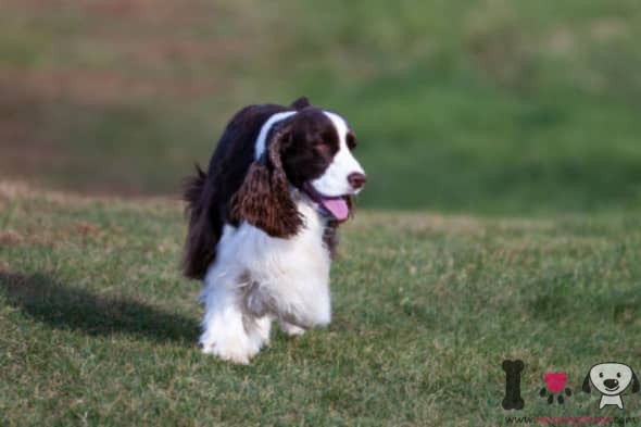 Englischer Springer-Spaniel-Englische Rasse