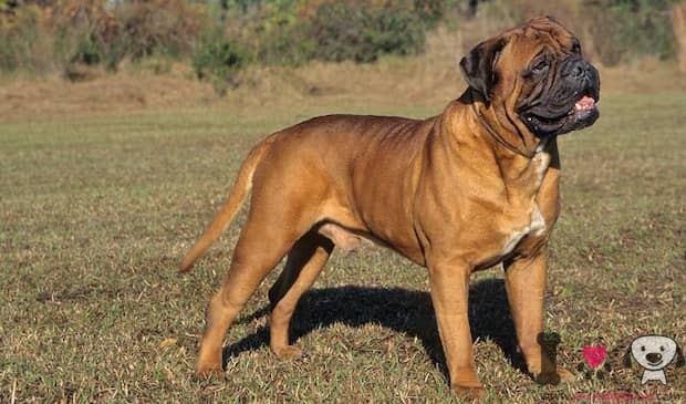 Erwachsener Bullmastiff