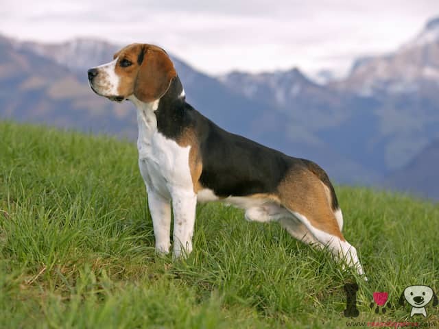 Hund der Beagle-Rasse im Feld