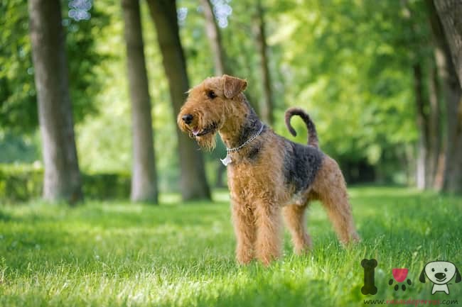 Rasse-englisch-Airedale-Terrier