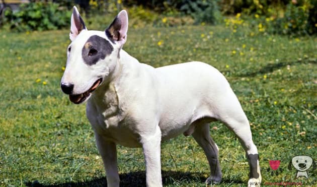 bull-terrier