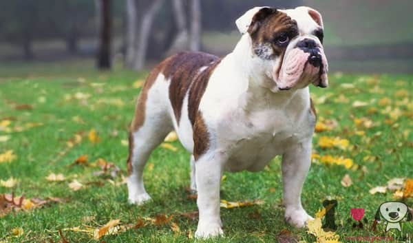 white and brown english bulldog