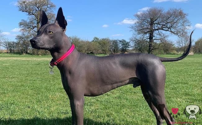 Xoloitzcuintle dunkelgrau