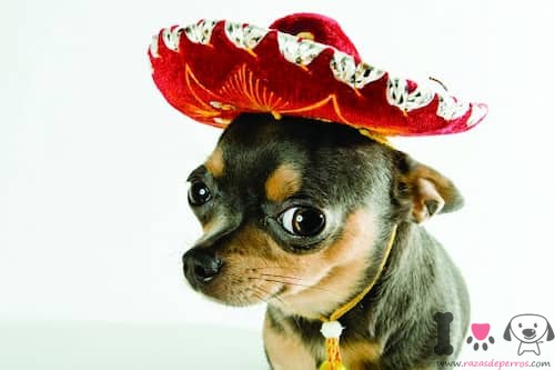 brauner und weißer mexikanischer Chihuahua