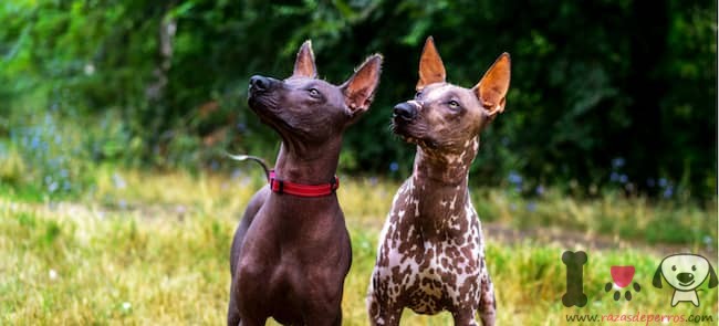 mexikanisch-haarlose-hunde