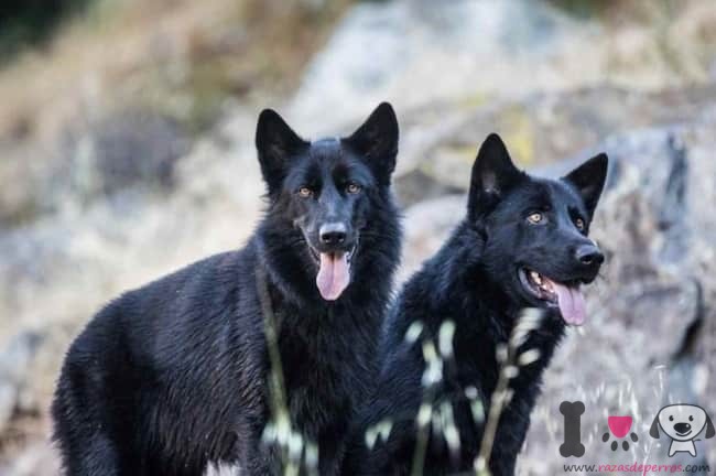 zwei-hunde-der-rasse-calupoh