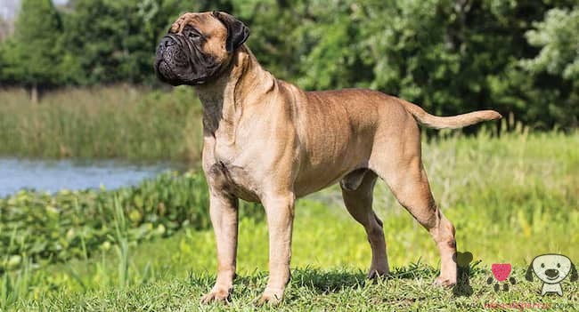 10 bullmastiff-hund-riese