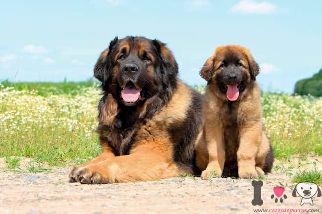 2 leonberger-weibchen-mit-ihrem-jungen