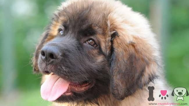 3 leonberger-welpe-mit-3-Monaten