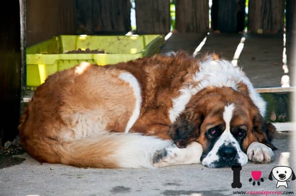 4 Hund-Saint-Bernard-Schlafen