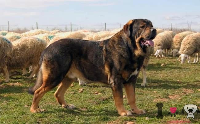 6 spanisch-mastiff-mit-rindern