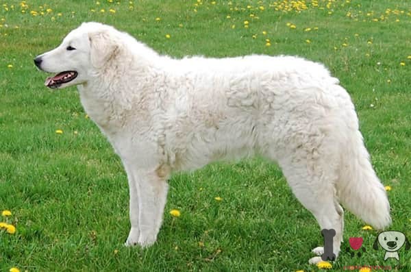 7 kuvasz