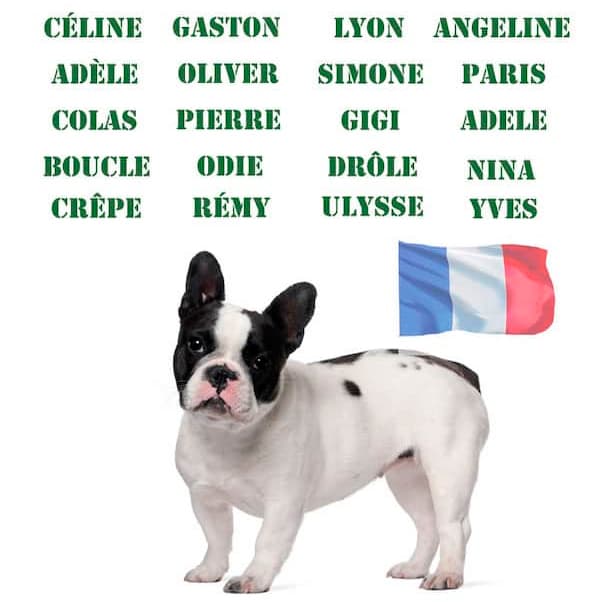 Hundenamen auf französisch
