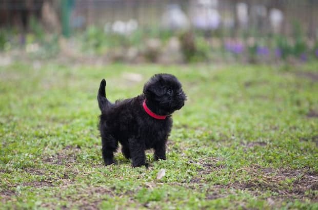 kleine schwarze Welpen